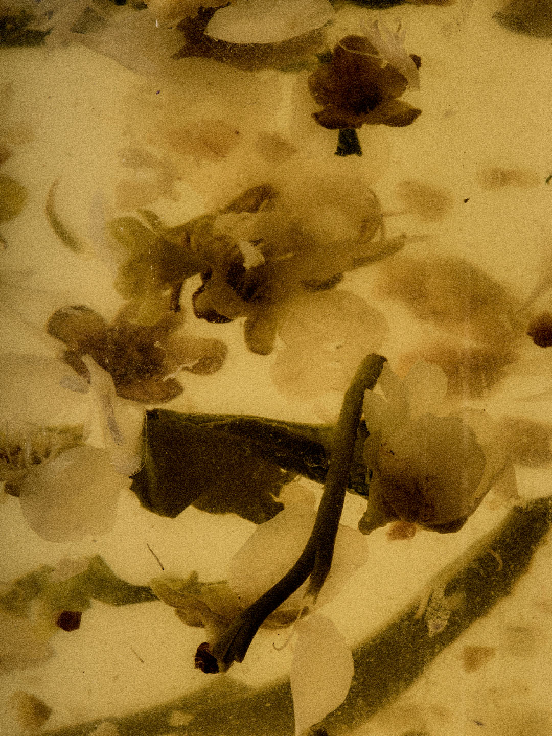 1월 1일 나의 첫번째 기념일 [3 Tea bags] image number 2